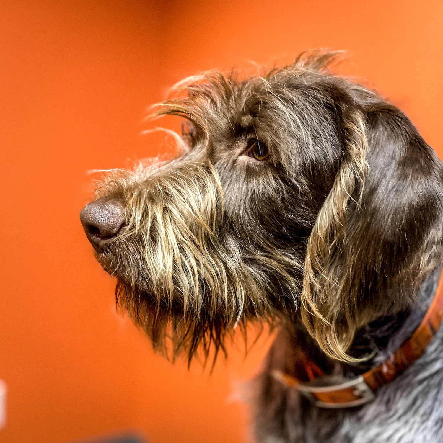 Brown and gray Wirehaired Pointing Griffon Boone in profile against an orange background