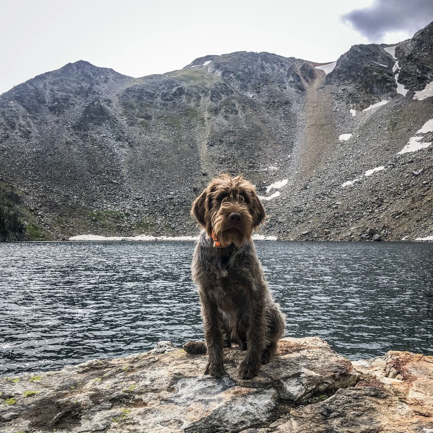 Griffon puppy sitting on a rock in front of a high lake and a rocky ridge with snow on the North Meadow Creek trail to McKelvey Lake in the Tobacco Root Mountains, Montana