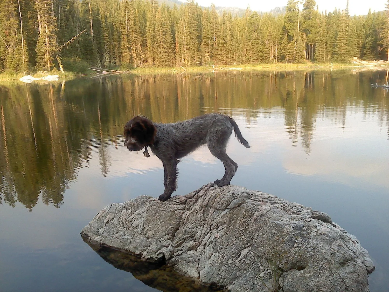 Wirehaired Pointing Griffon standing on a large rock in a still lake reflecting the forest on Little Bear Road in the Gallatin Range near Bozeman, Montana