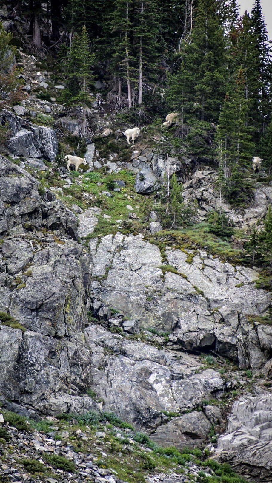 White mountain goats on a steep granite cliff above a lake on the North Meadow Creek trail to McKelvey Lake in the Tobacco Root Mountains, Montana