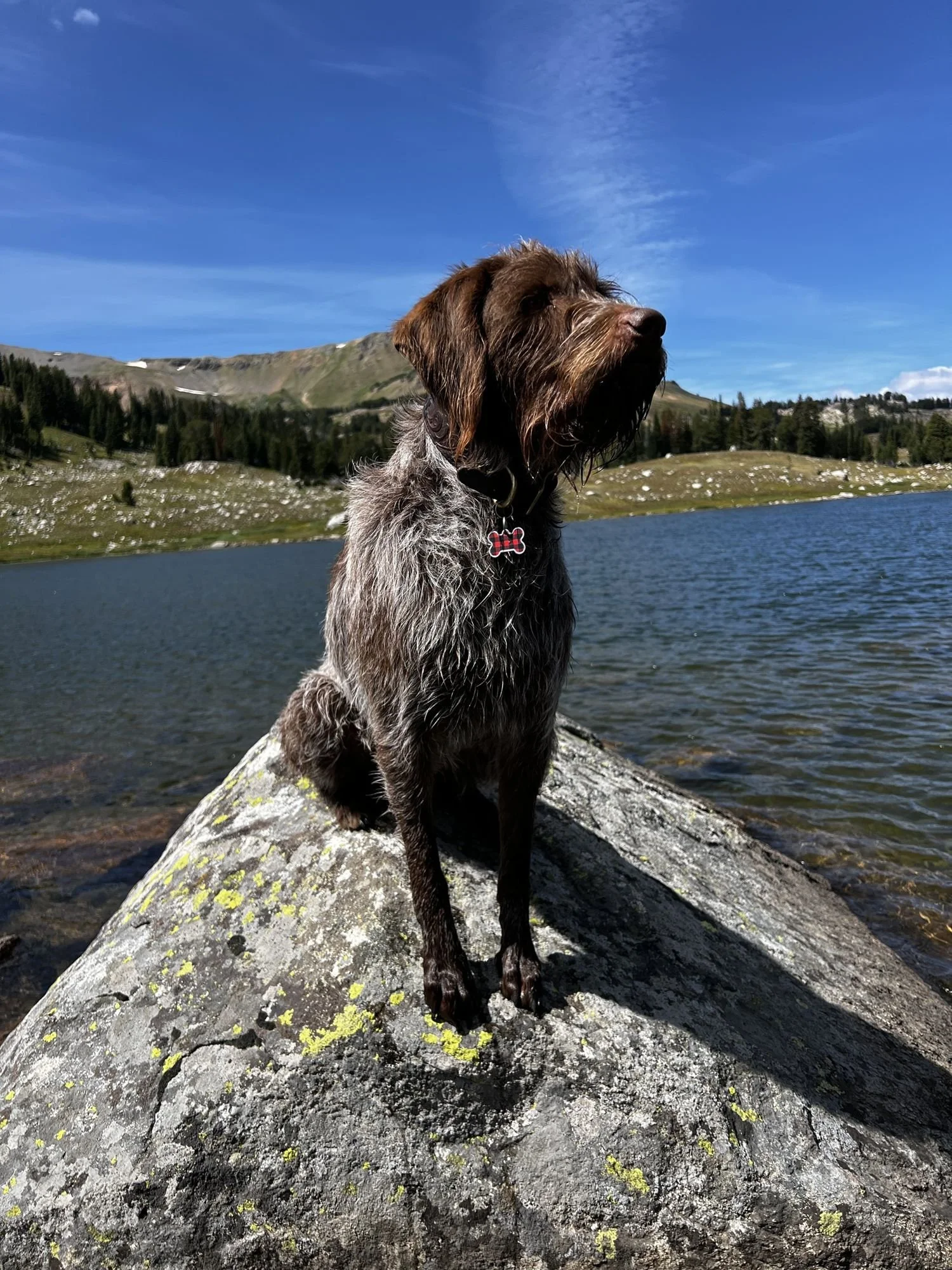 Wirehaired dog sitting on a lichen-covered boulder beside a lake under a deep blue sky near Cooke City, Montana