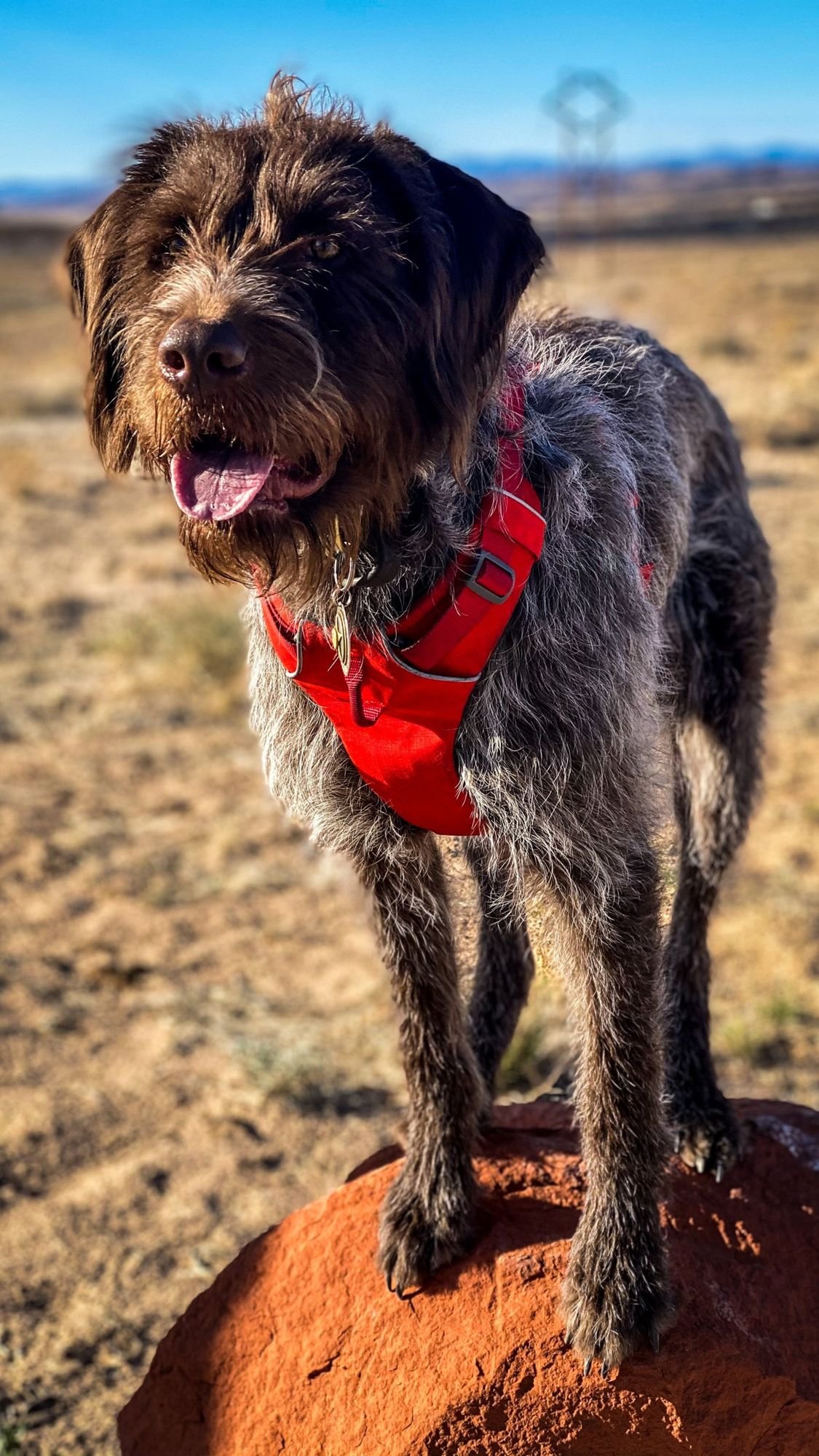 Wirehaired Pointing Griffon in a red harness standing on red rock on a spring road trip through Utah