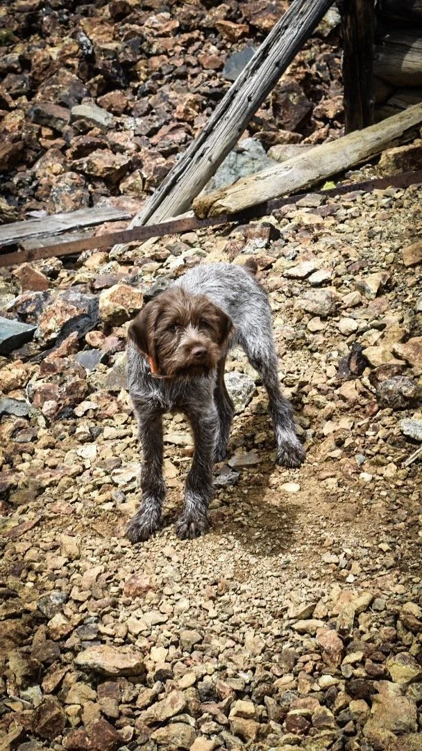 Wirehaired puppy standing on mine tailings and old boards in the Elkhorn Mountains near Boulder, Montana