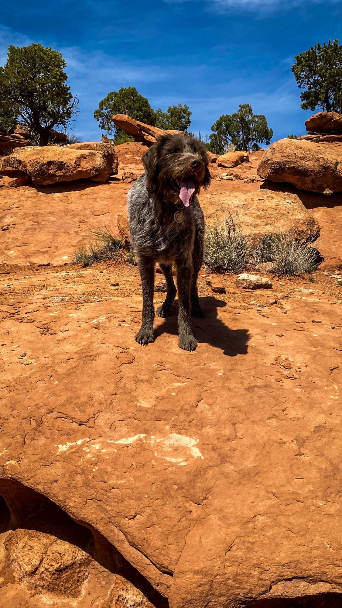 Wirehaired dog standing on red sandstone among junipers on a spring road trip through Utah