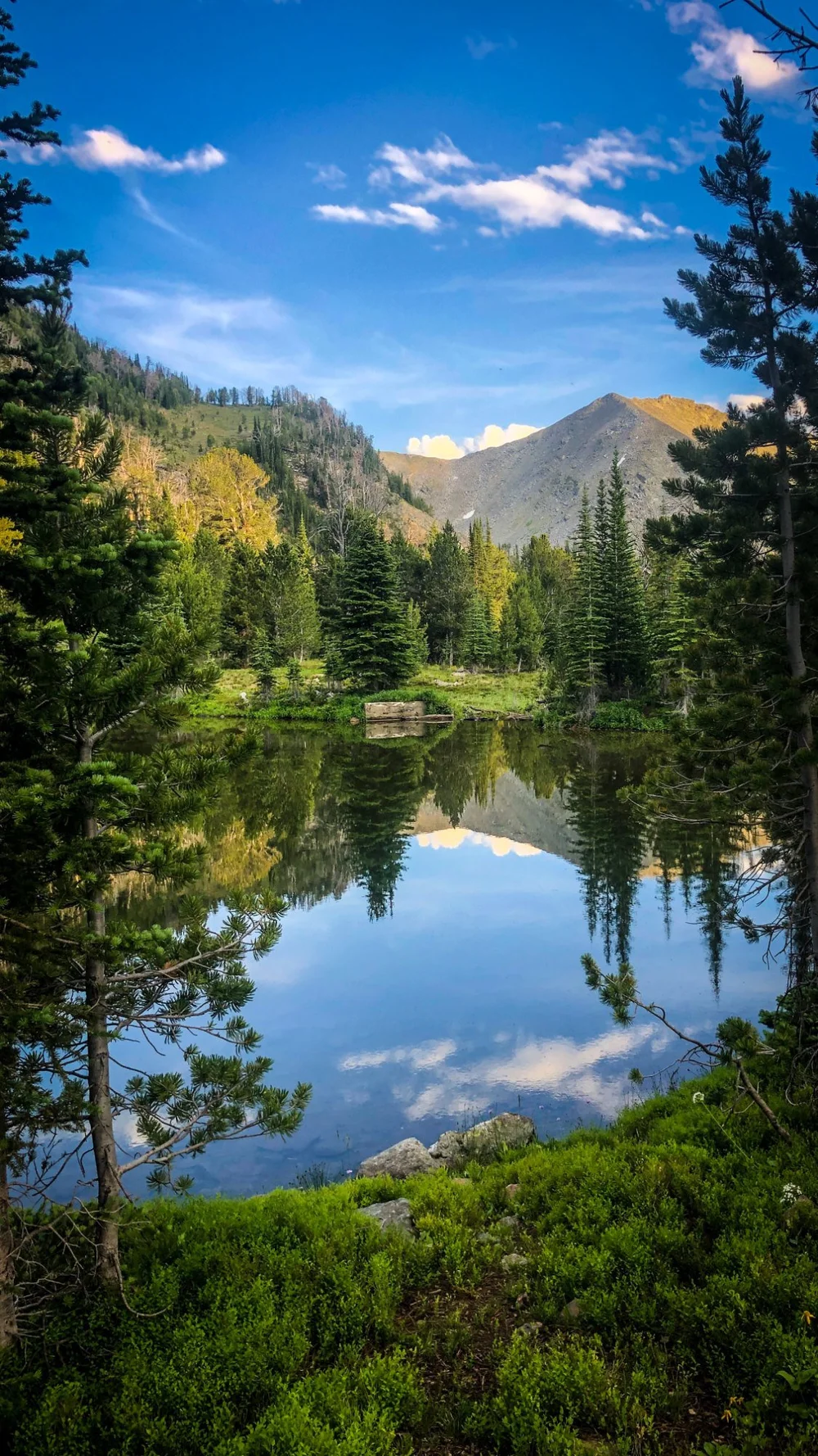 Trees and clouds reflected in still water in the evening