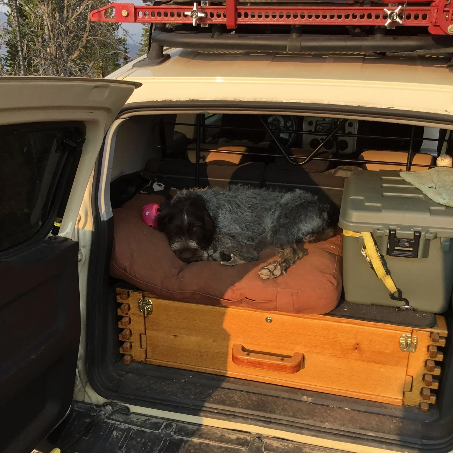 Wirehaired dog asleep on a bed in the cargo area of an FJ Cruiser next to a cooler and a wooden drawer box on Little Bear Road in the Gallatin Range near Bozeman, Montana