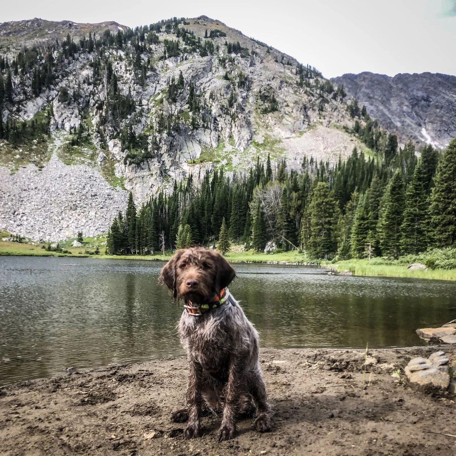 Griffon puppy sitting on a muddy lakeshore below a talus slope and forest on the North Meadow Creek trail to McKelvey Lake in the Tobacco Root Mountains, Montana