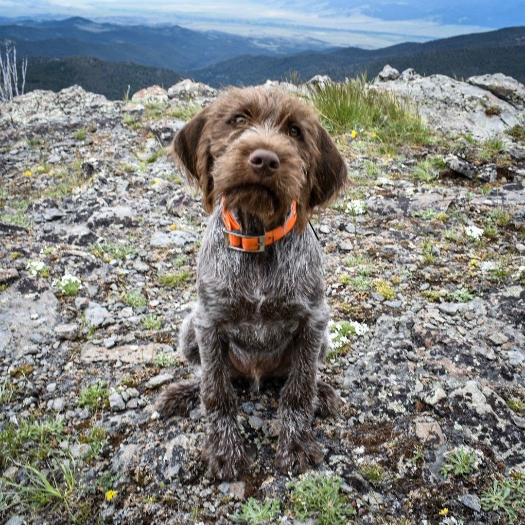 Wirehaired puppy with an orange collar sitting on a rocky ridge with mountains behind in the Elkhorn Mountains near Boulder, Montana