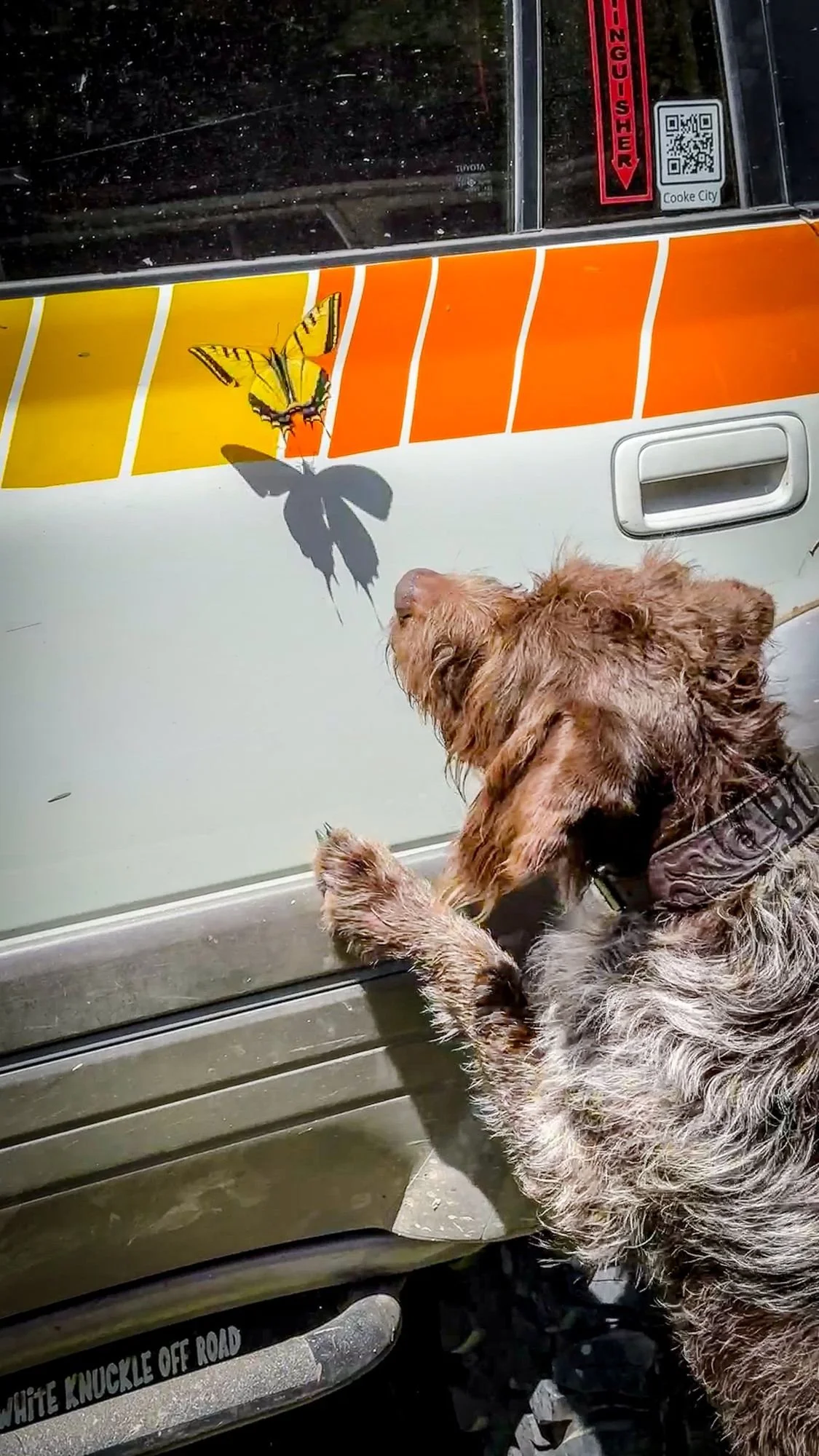Wirehaired dog looking up at the striped side of a silver Lexus LX450 on the Middle Fork Judith River road in the Little Belt Mountains, Montana