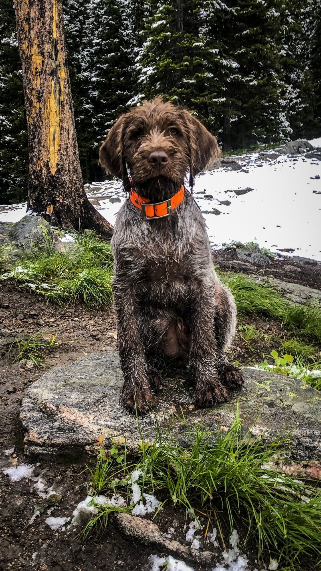 Wirehaired puppy with an orange collar sitting on a rock in the snow in the Elkhorn Mountains near Boulder, Montana