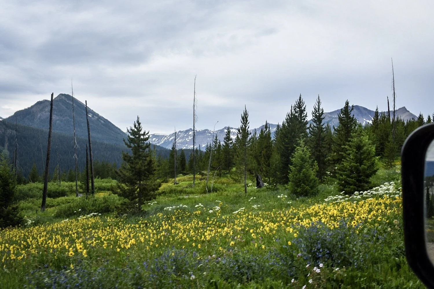 Yellow wildflowers in a meadow below a forested ridge and distant peaks near Cooke City, Montana
