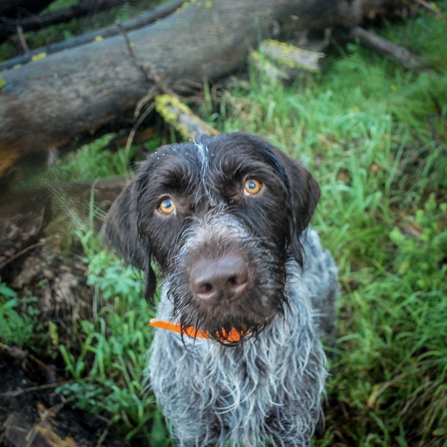 Close portrait of Finn, a Wirehaired Pointing Griffon with an orange collar, in green grass on the North Meadow Creek Twin Lakes trail in the Tobacco Root Mountains, Montana