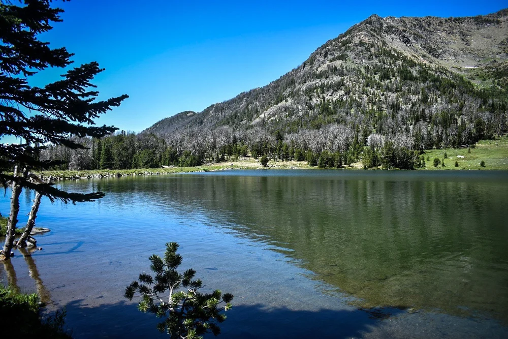 Calm lake below a forested ridge, framed by a pine branch