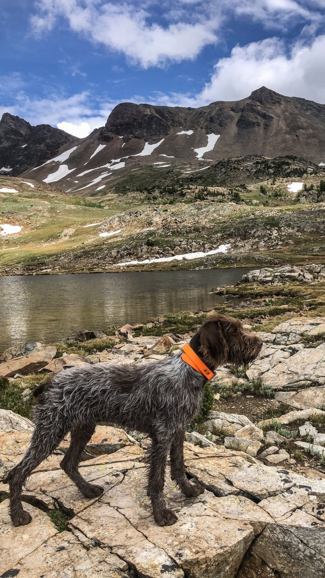 Young wirehaired dog with an orange collar standing on granite beside an alpine lake with snowy peaks near Cooke City, Montana