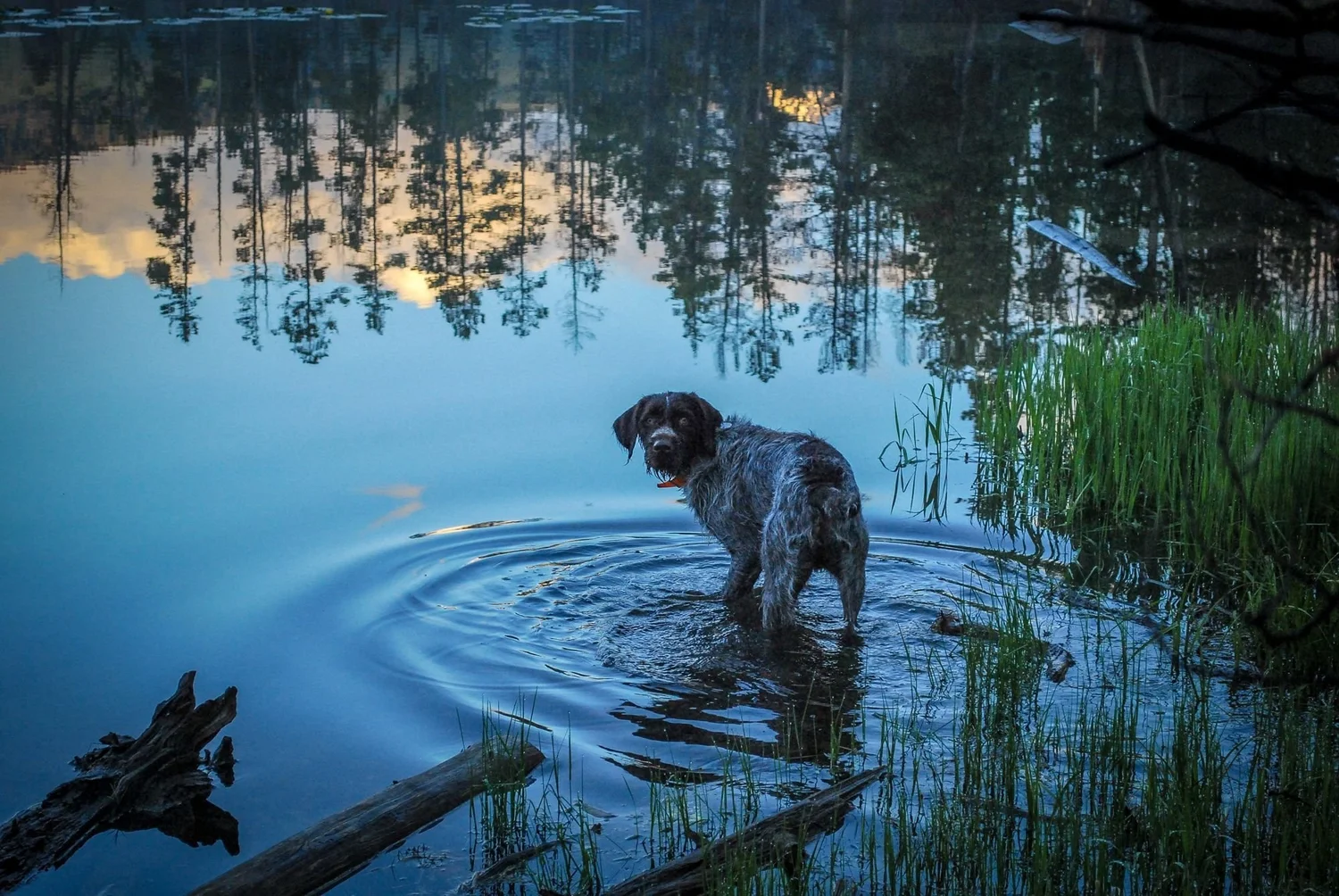 Wirehaired Pointing Griffon wading in a still lake with ripples spreading around it on the North Meadow Creek Twin Lakes trail in the Tobacco Root Mountains, Montana
