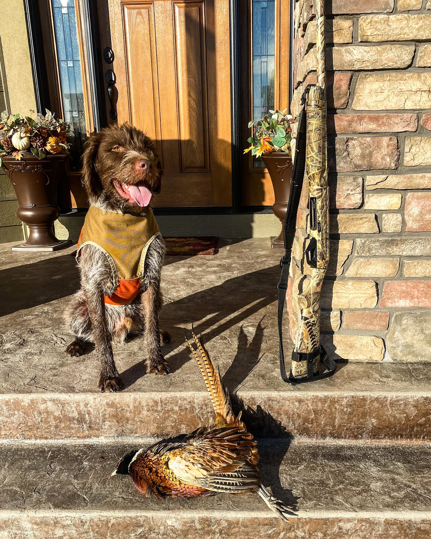 Wirehaired Pointing Griffon in an orange hunting vest on a porch beside a retrieved rooster pheasant