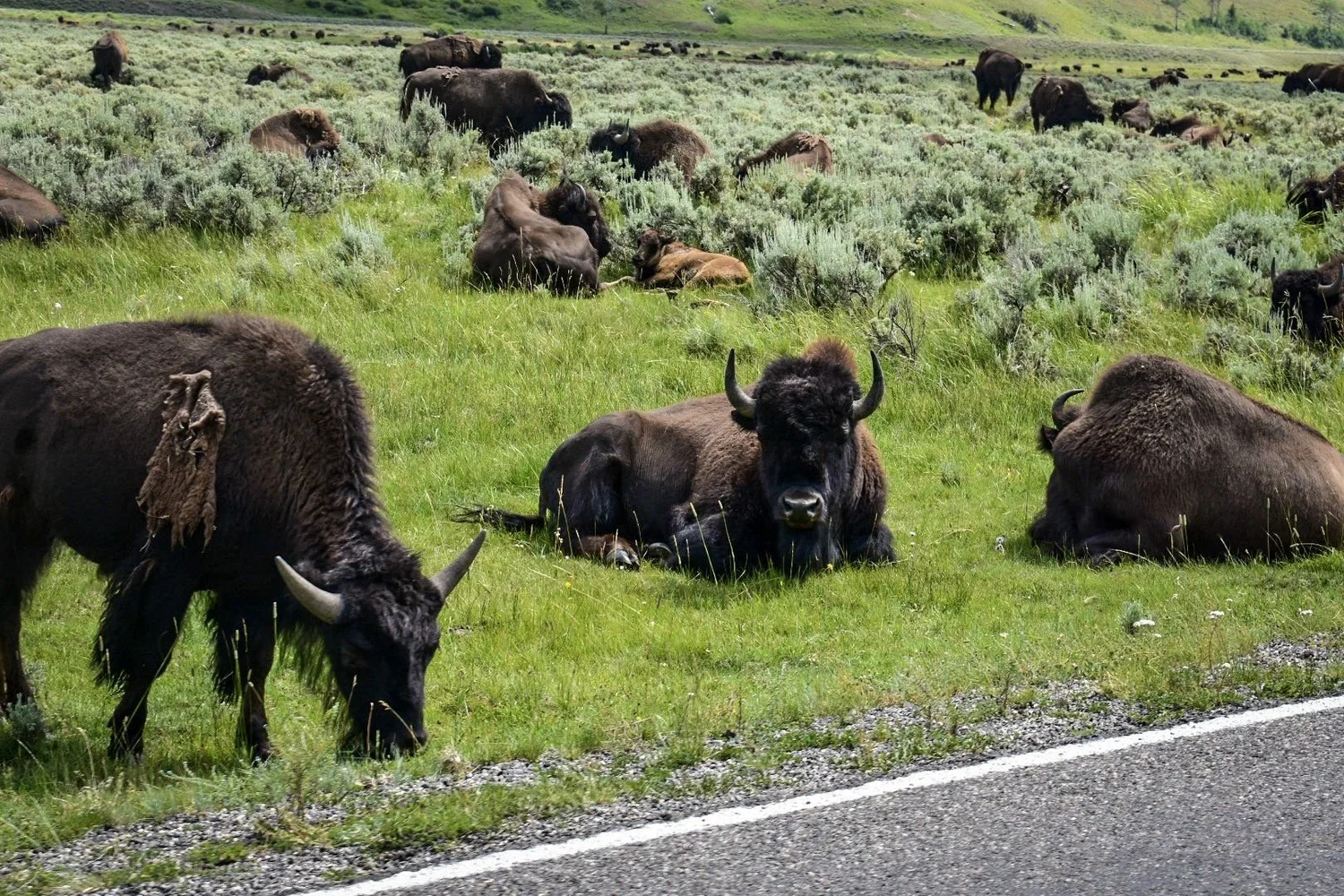 Bison herd grazing and resting in green grass beside a paved road in Yellowstone National Park