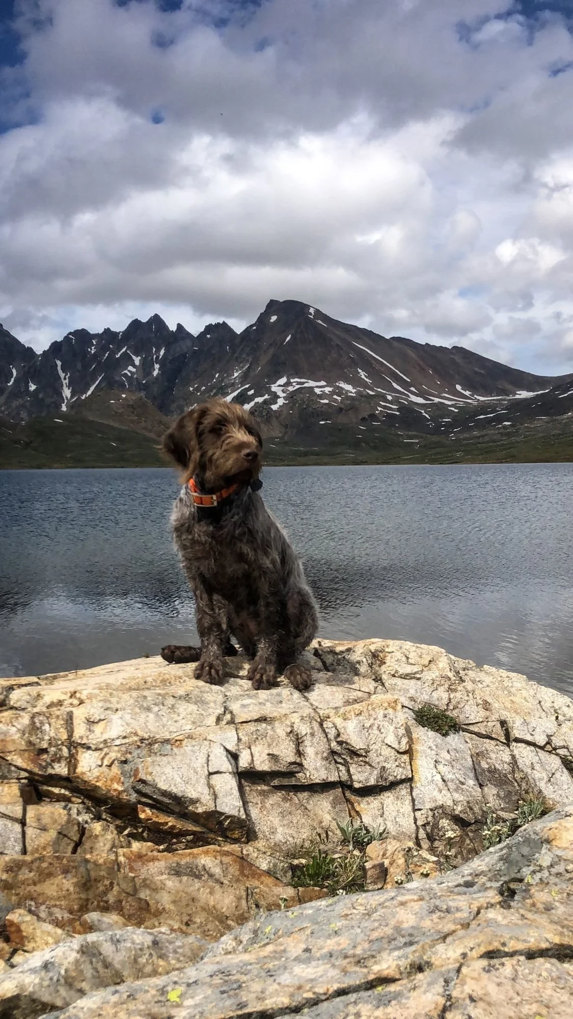 Young wirehaired dog sitting on a granite boulder at the edge of an alpine lake below jagged peaks near Cooke City, Montana