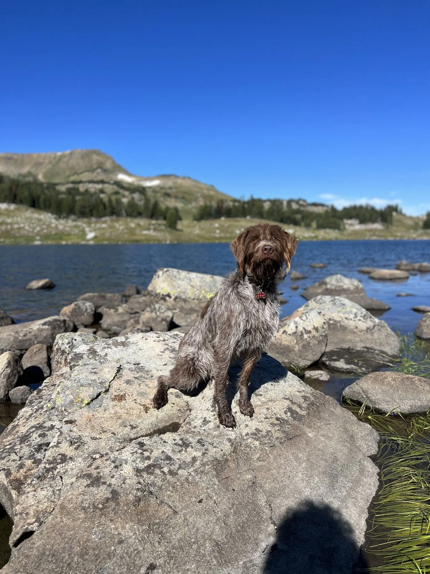 Wirehaired dog sitting on a boulder at the edge of a blue alpine lake near Cooke City, Montana