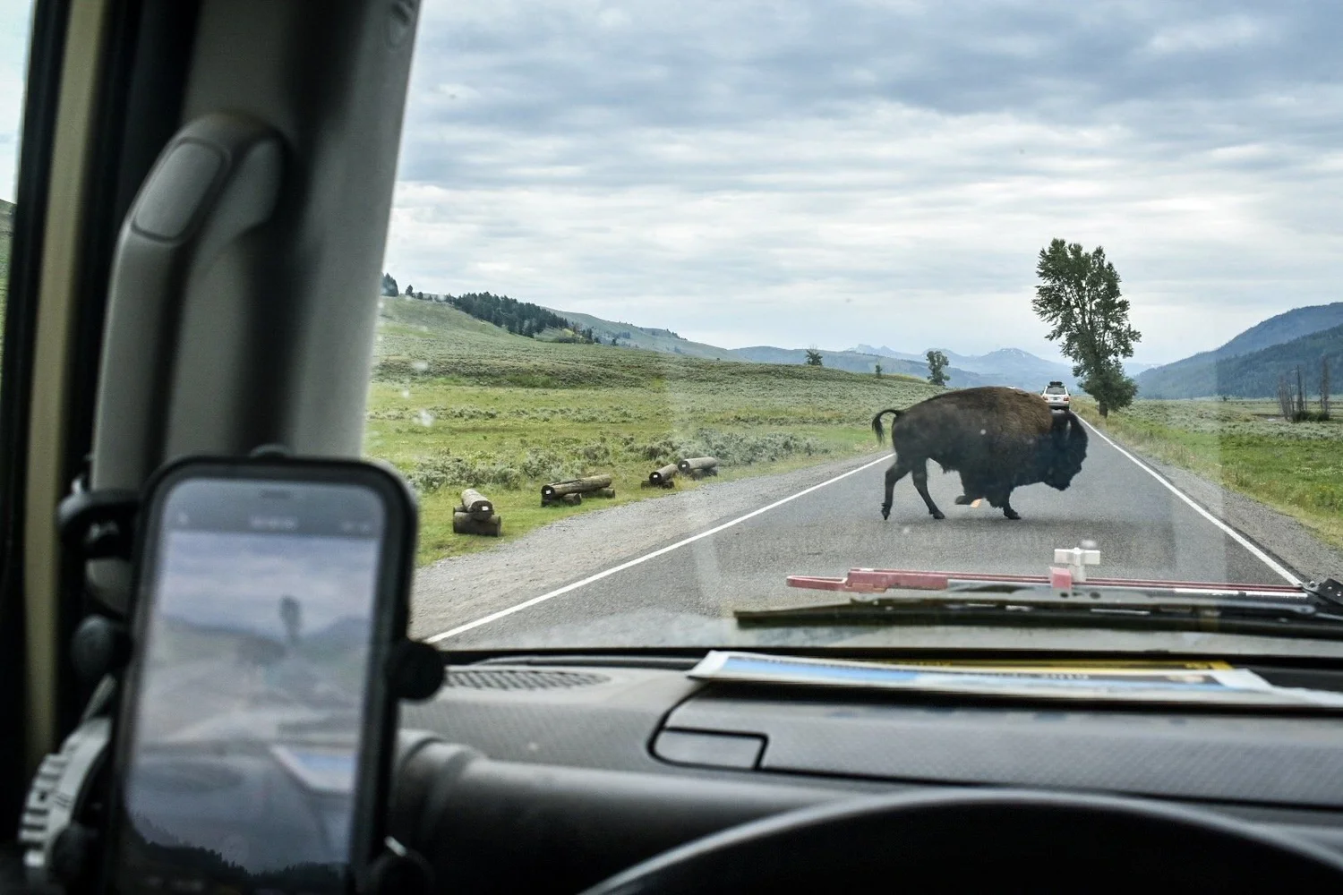 View through a windshield of a bison walking down the center of a Yellowstone road
