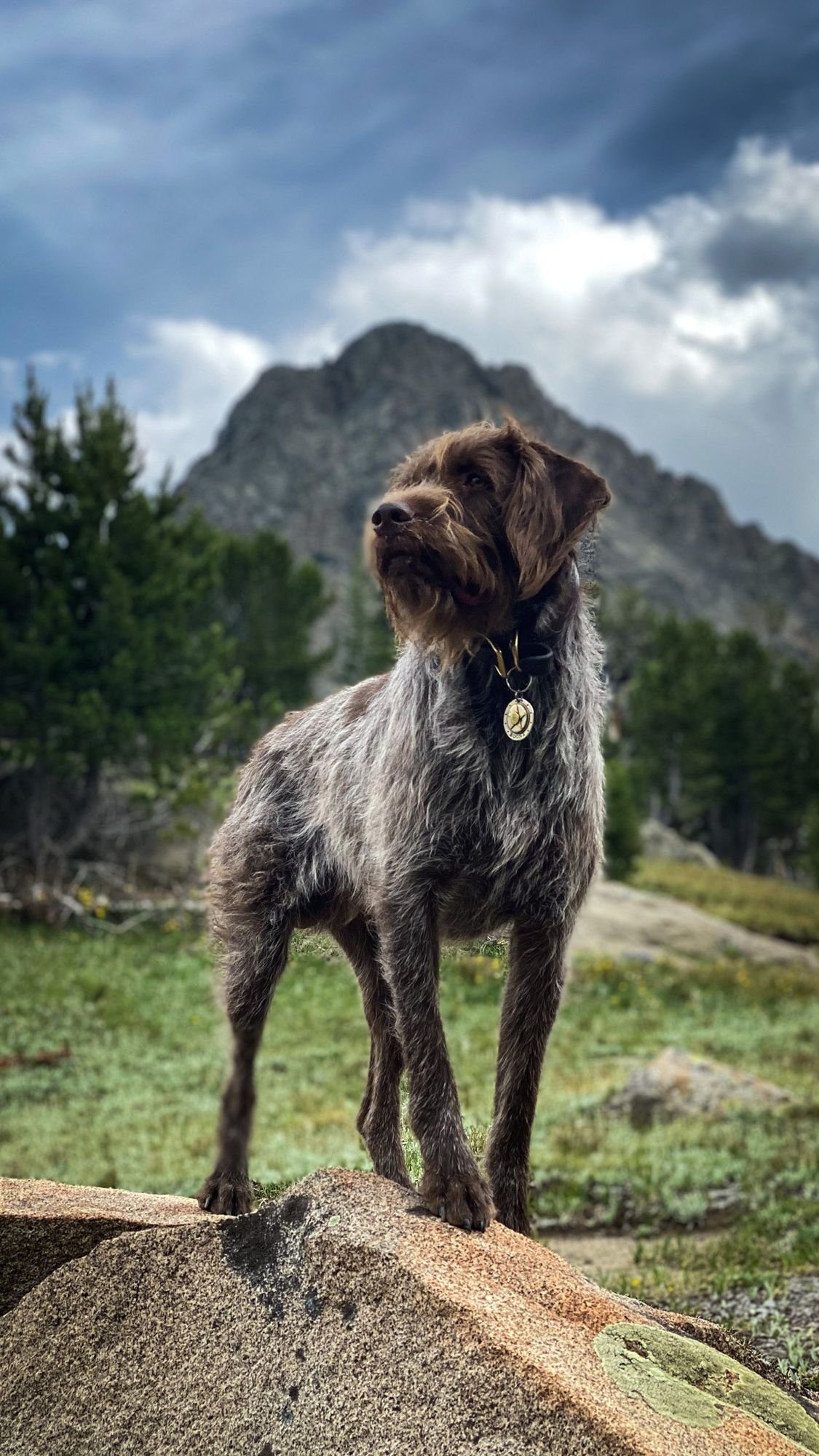 Wirehaired Pointing Griffon standing on a boulder in a meadow with a rocky peak behind on the Independence road above the Boulder River, Montana