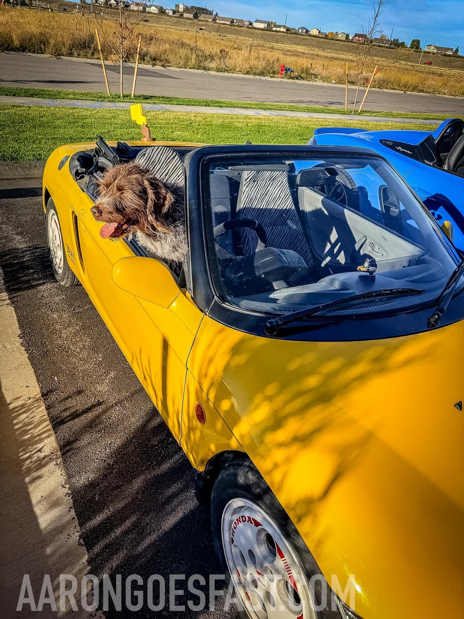 Boone the Wirehaired Pointing Griffon sitting in the yellow Honda Beat with his tongue out