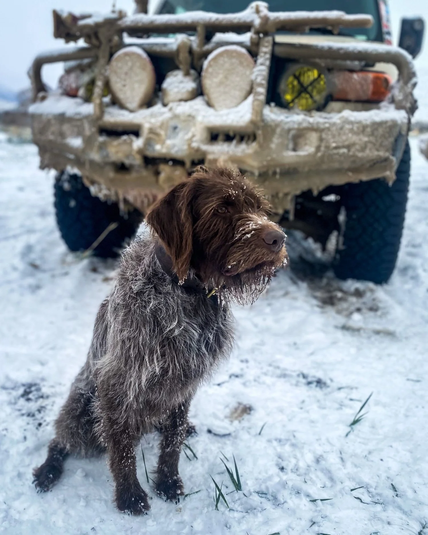 Wirehaired Pointing Griffon sitting in the snow in front of a mud-caked truck bumper on a 406 Cruisers run in the upper Ruby River country, Montana