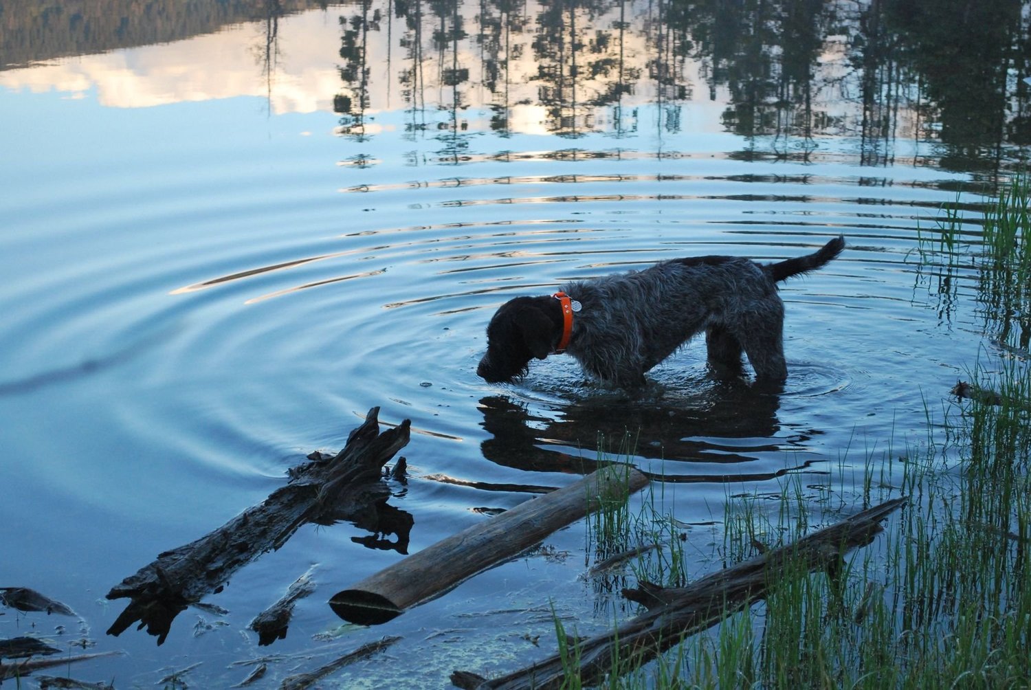 Wirehaired Pointing Griffon standing in shallow lake water near floating logs on the North Meadow Creek Twin Lakes trail in the Tobacco Root Mountains, Montana