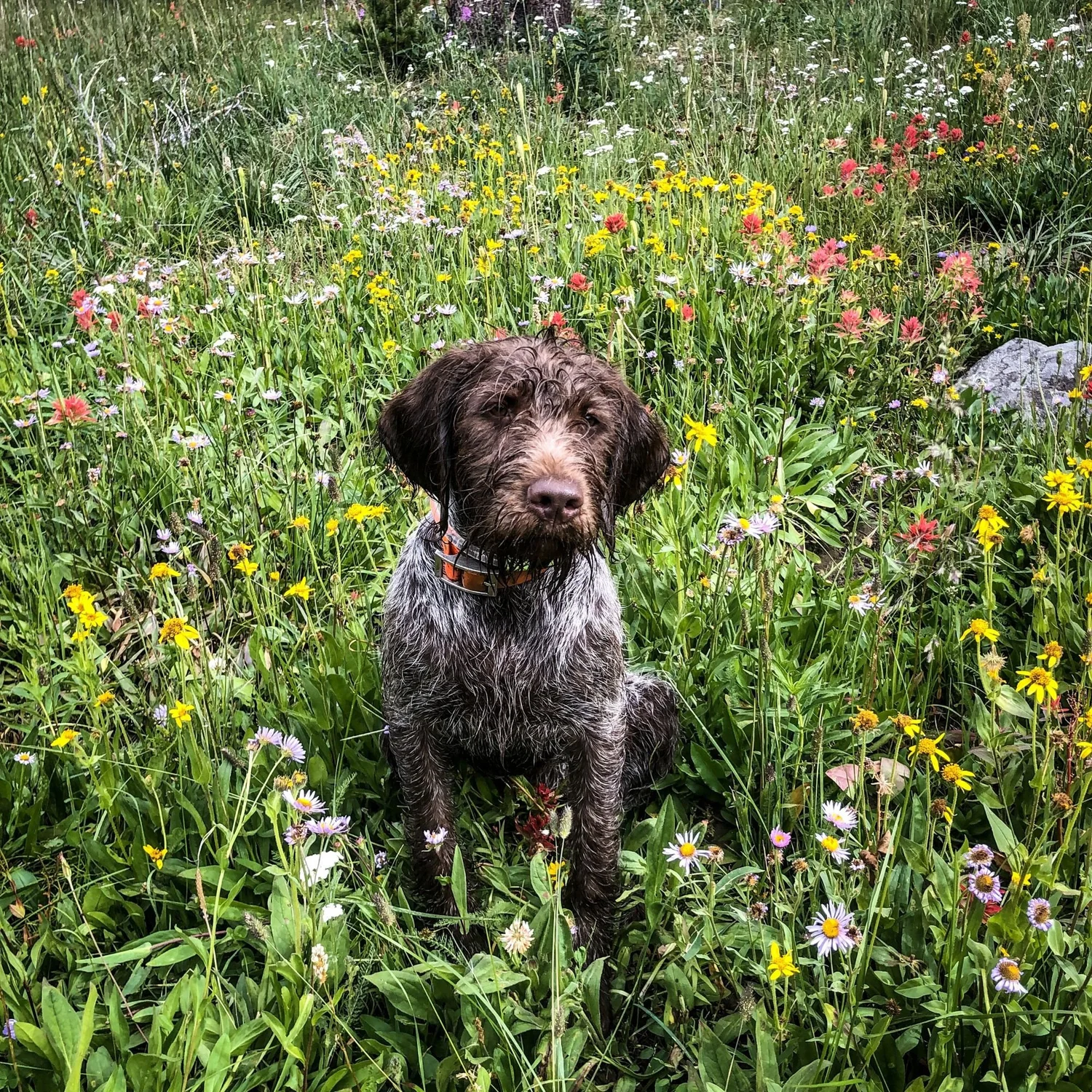 Wirehaired Pointing Griffon puppy sitting in a meadow of yellow and red wildflowers on the North Meadow Creek trail to McKelvey Lake in the Tobacco Root Mountains, Montana