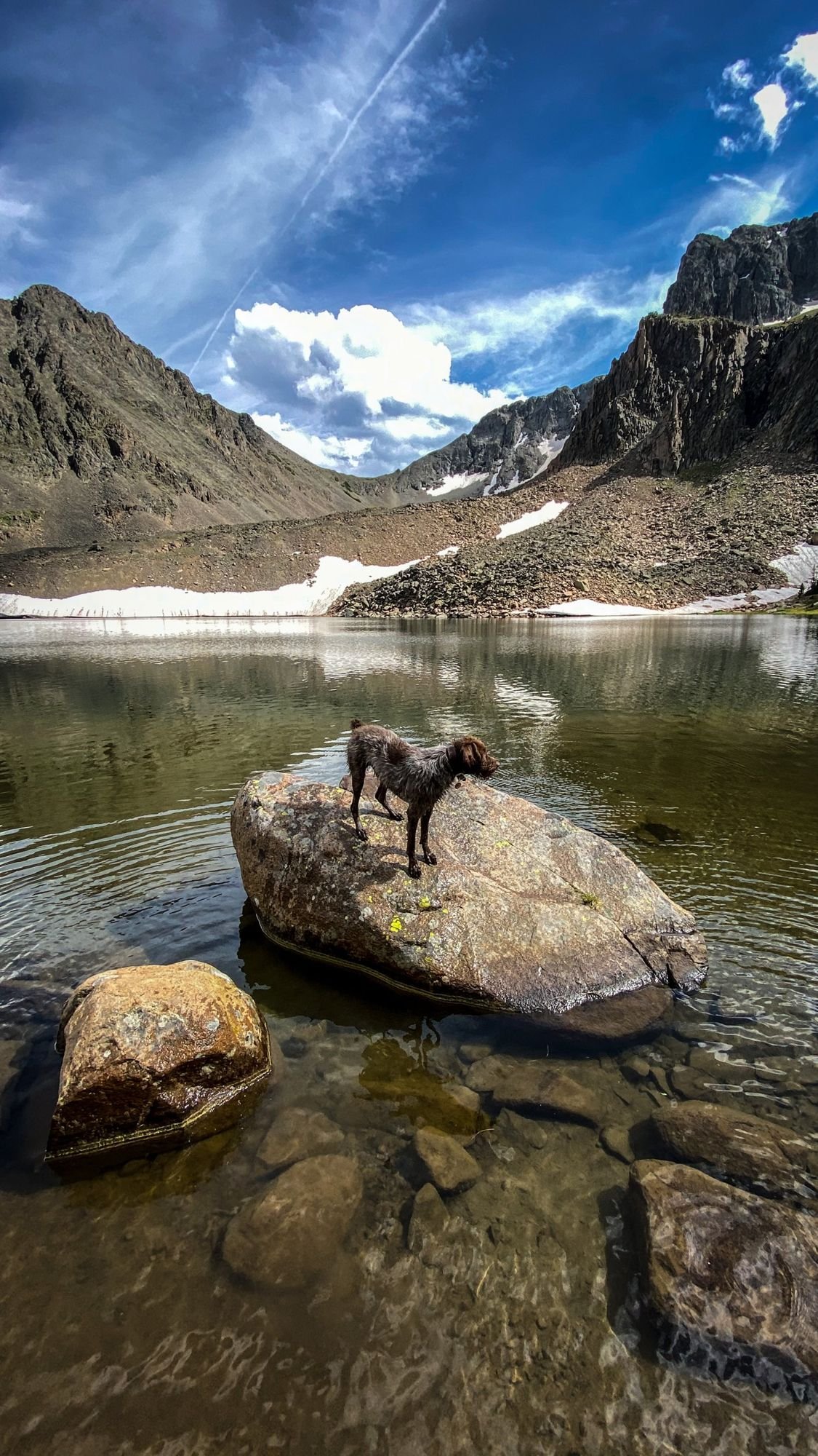 Dog standing on a boulder in a clear alpine lake below a rocky ridge with snowfields on the Independence road above the Boulder River, Montana