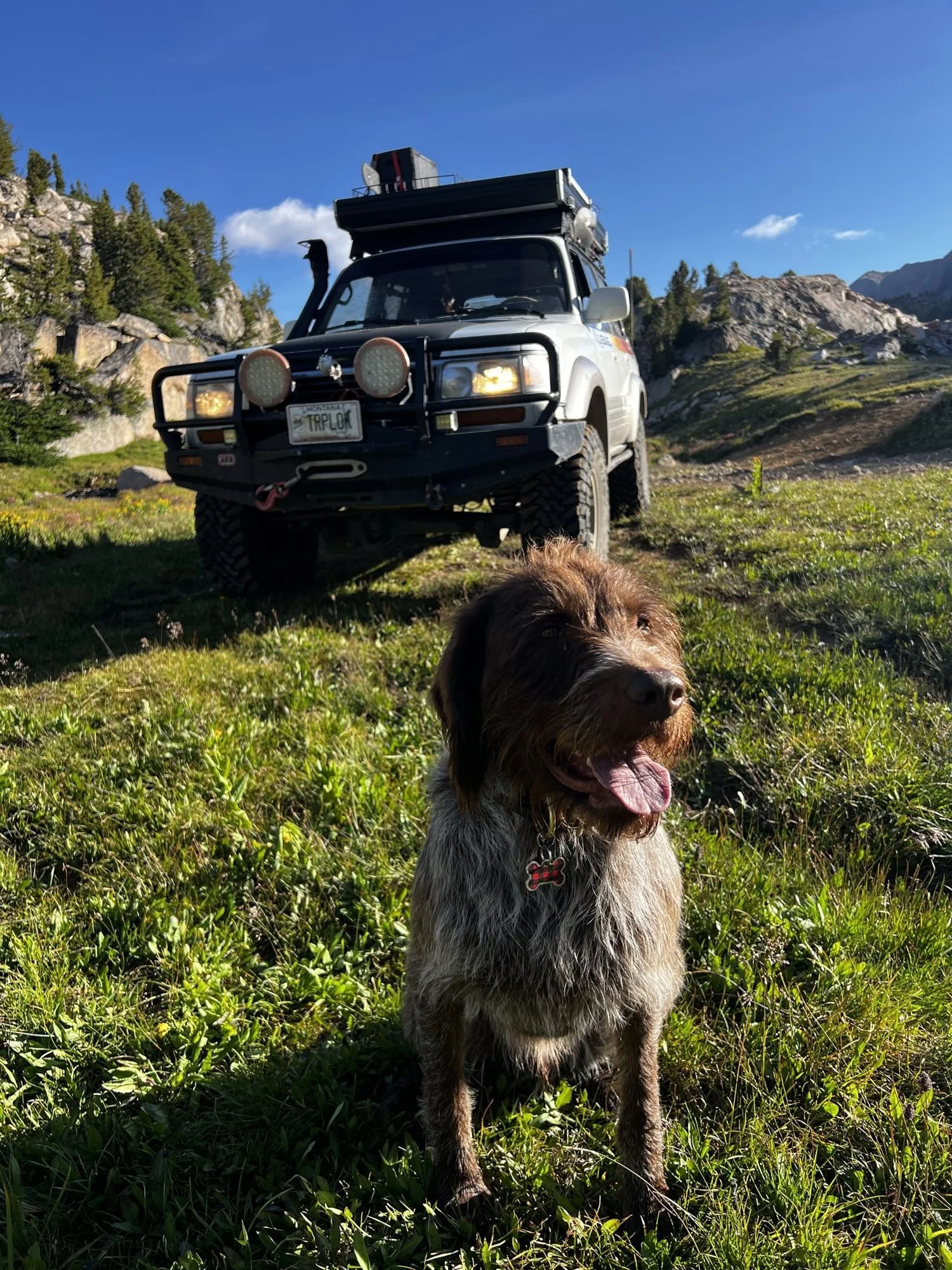 Wirehaired dog with his tongue out in a meadow in front of a Lexus LX450 near Cooke City, Montana