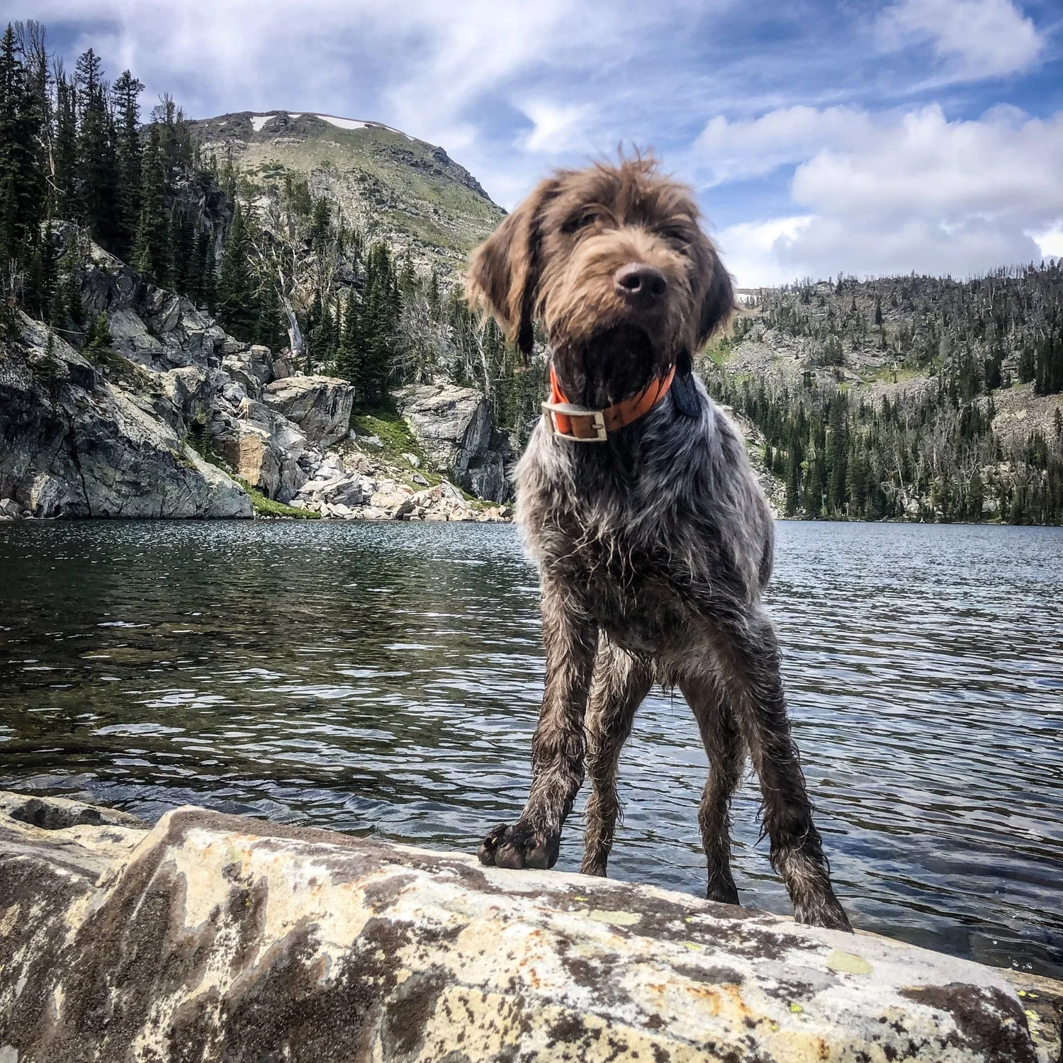 Griffon puppy standing on a lakeside boulder with a mountain and clouds behind on the North Meadow Creek trail to McKelvey Lake in the Tobacco Root Mountains, Montana