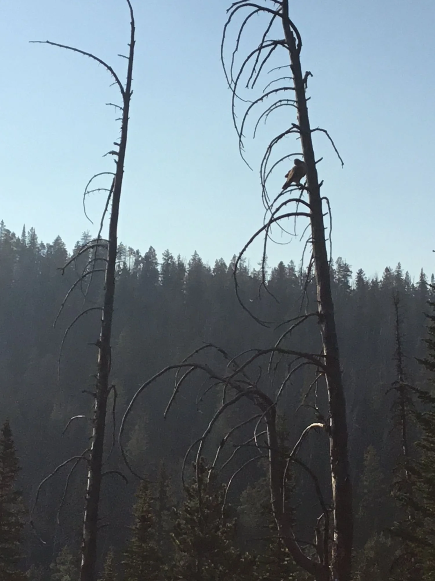 Silhouetted dead trees against a hazy morning sky on Little Bear Road in the Gallatin Range near Bozeman, Montana