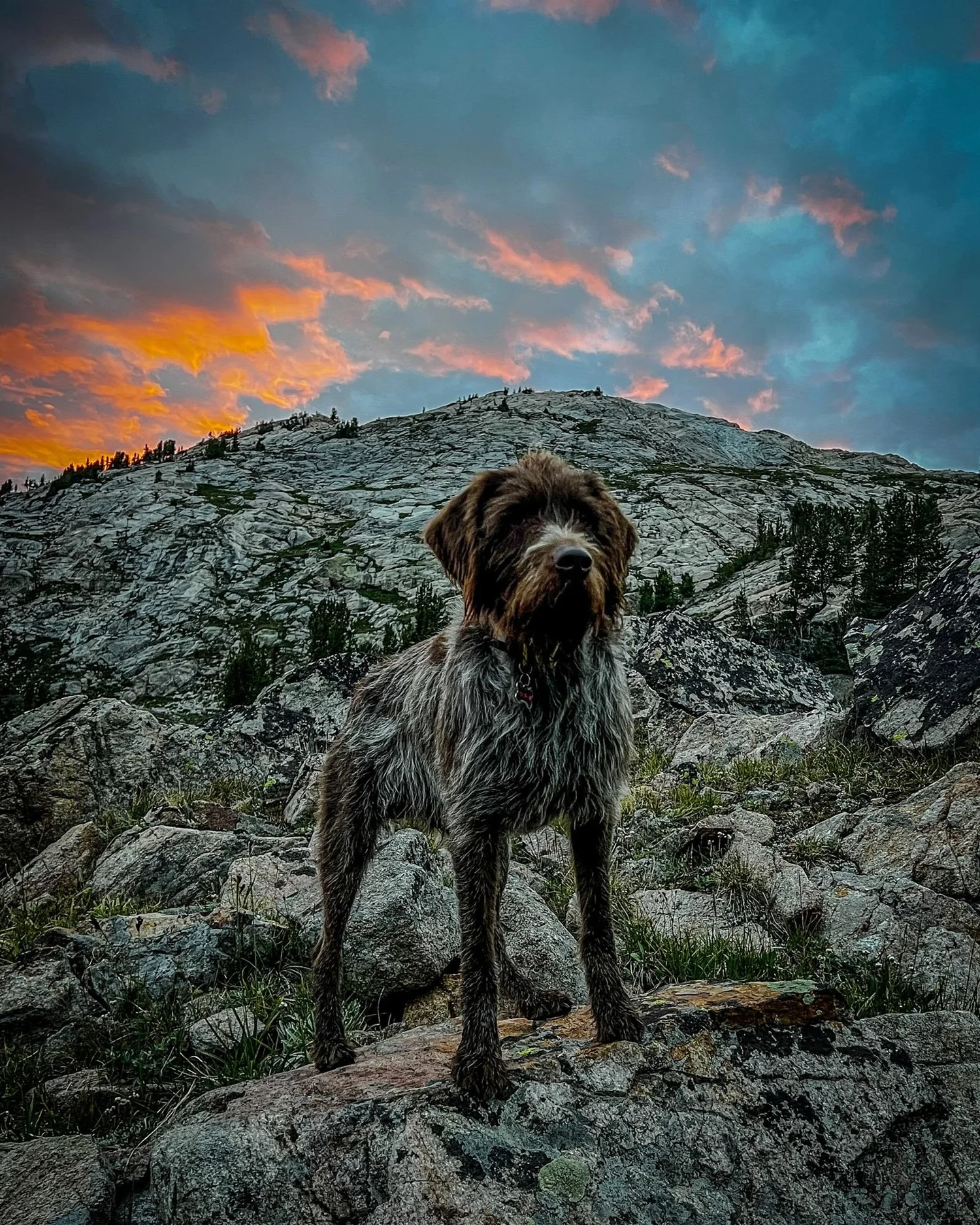 Wirehaired dog standing on granite with an orange and blue sunset sky behind near Cooke City, Montana