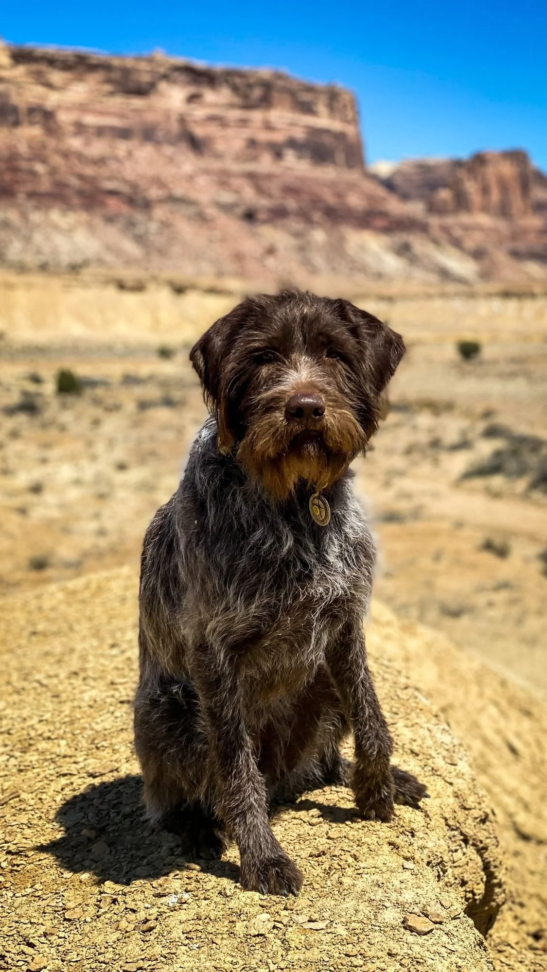 Wirehaired dog sitting on a rock below layered desert cliffs on a spring road trip through Utah