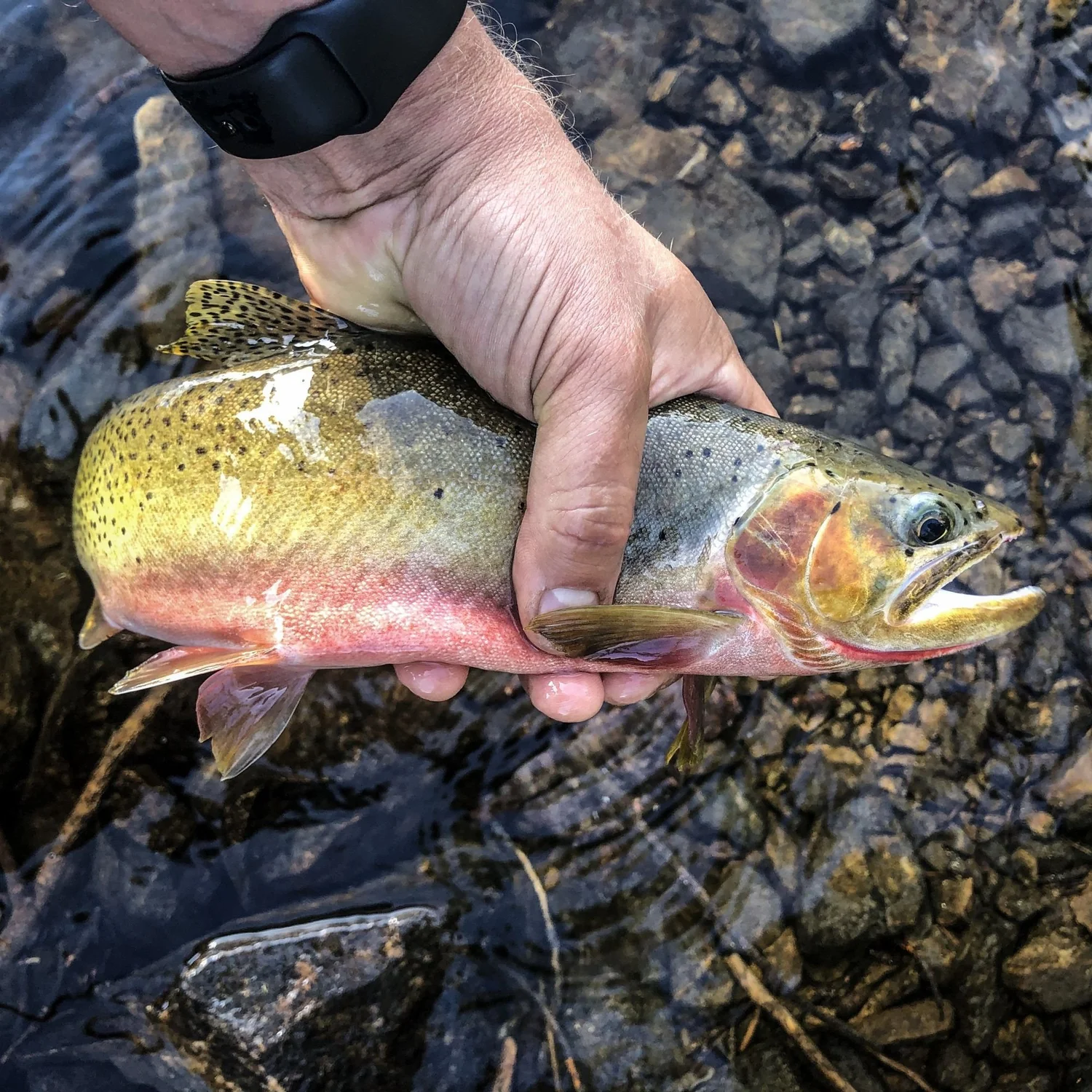 Hand holding a colorful trout just above the water on the North Meadow Creek trail to McKelvey Lake in the Tobacco Root Mountains, Montana