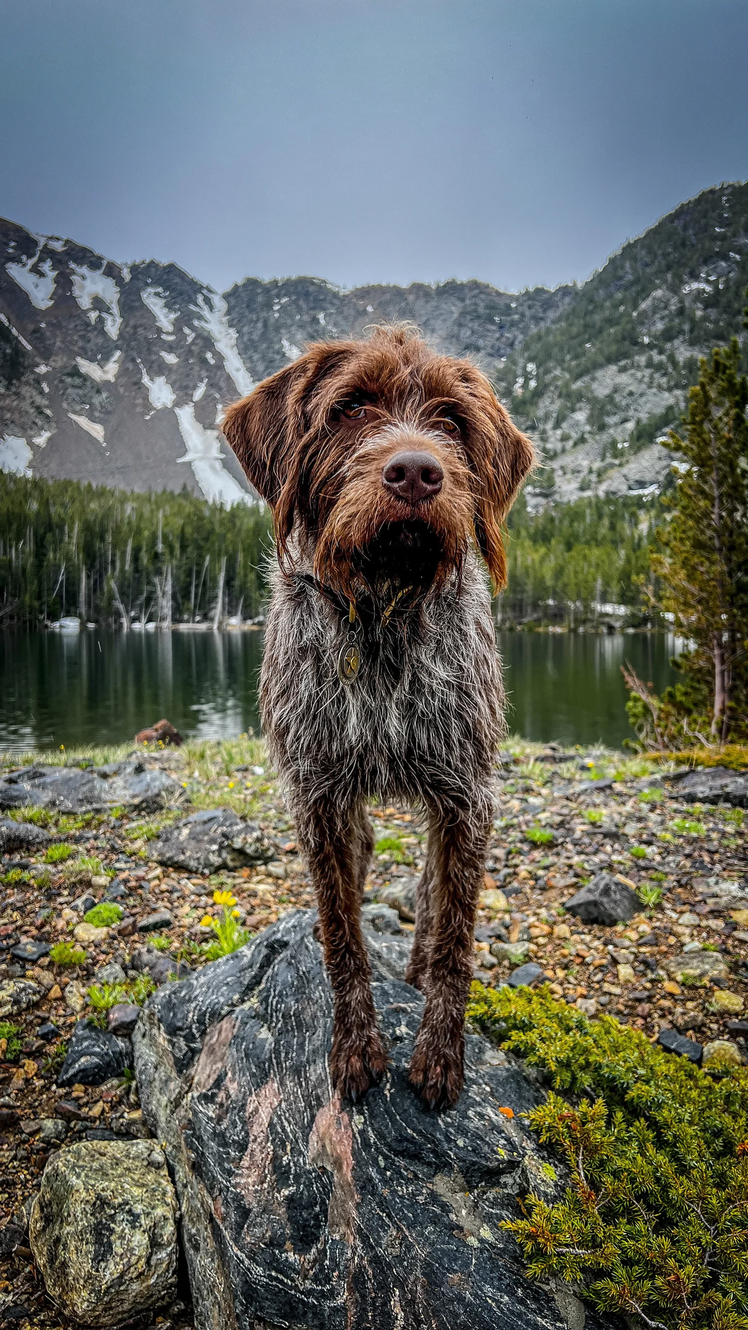 Wirehaired Pointing Griffon standing on a rock at a Montana alpine lake