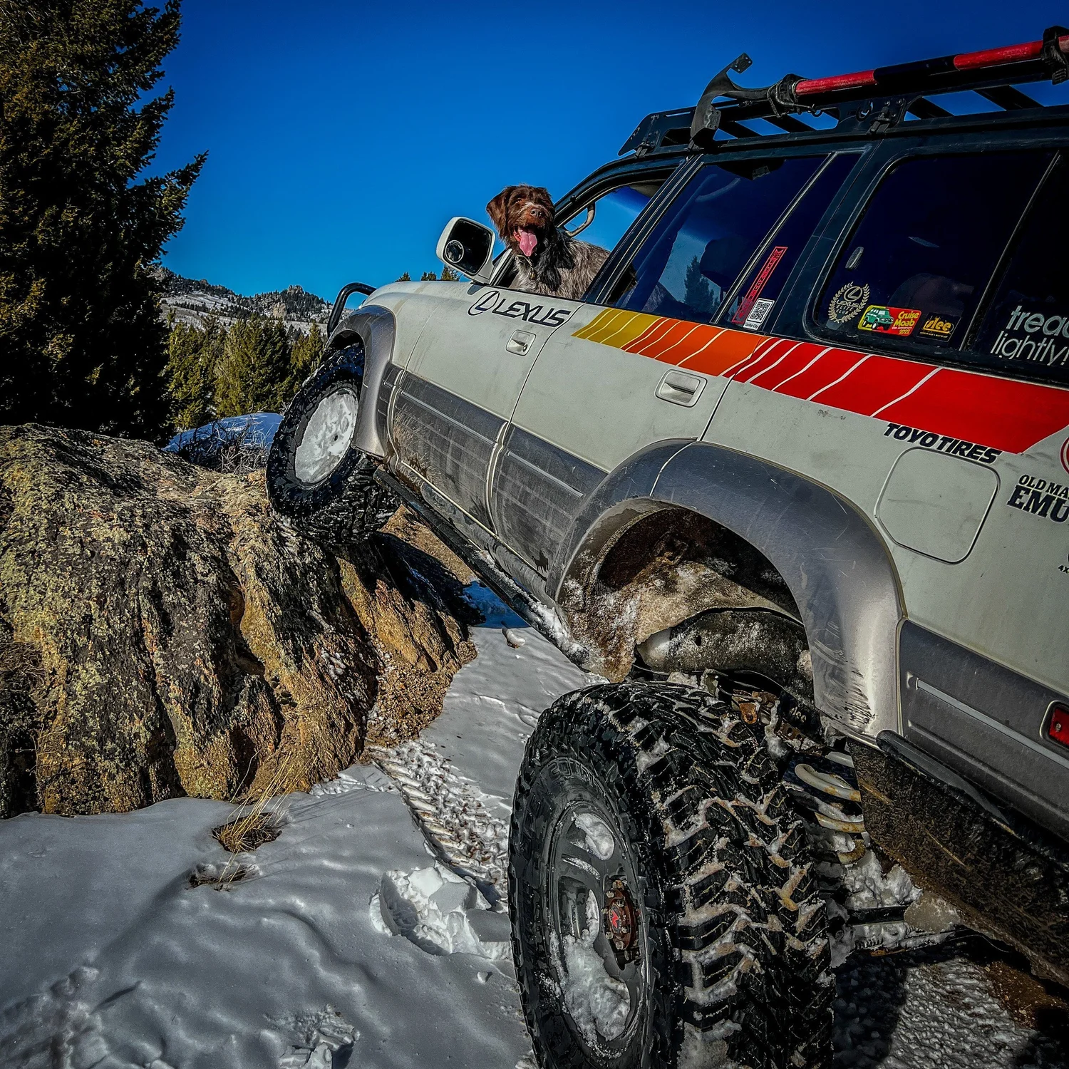 Striped Lexus LX450 flexing over a boulder in patchy snow with a wirehaired dog leaning out the window during a February snow wheeling run in Montana