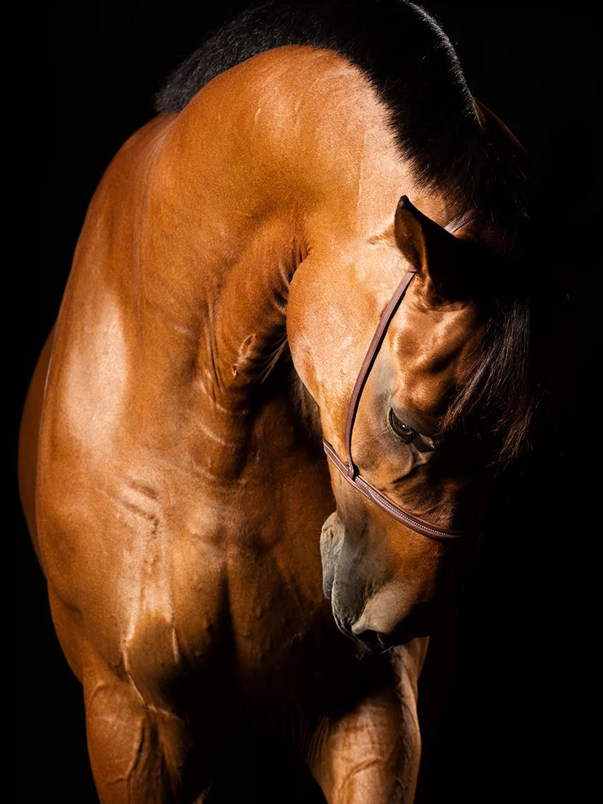 Maiesta — Equine Beauty Collection by Raphael Macek