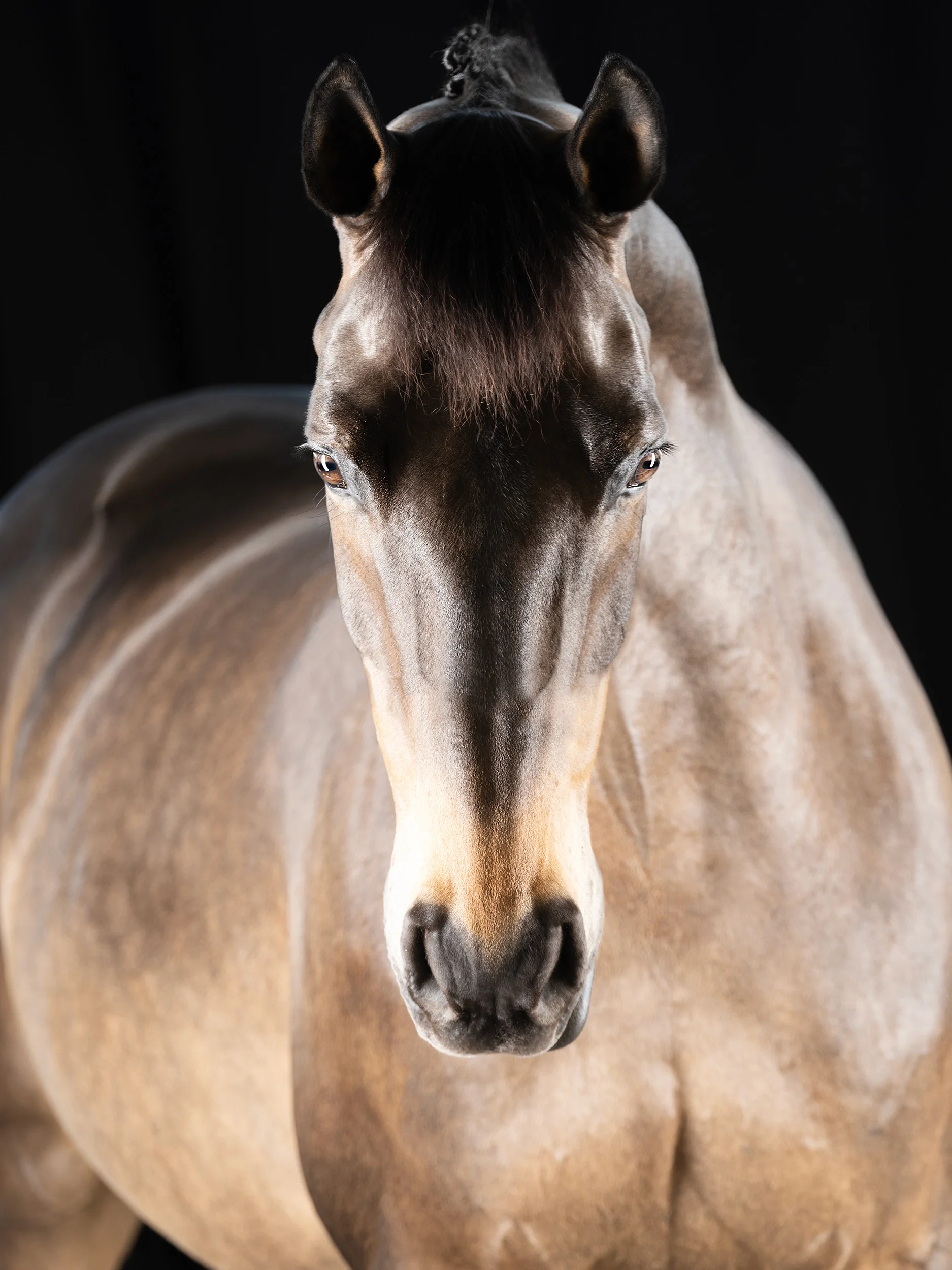 Incredible — Equine Beauty Collection by Raphael Macek