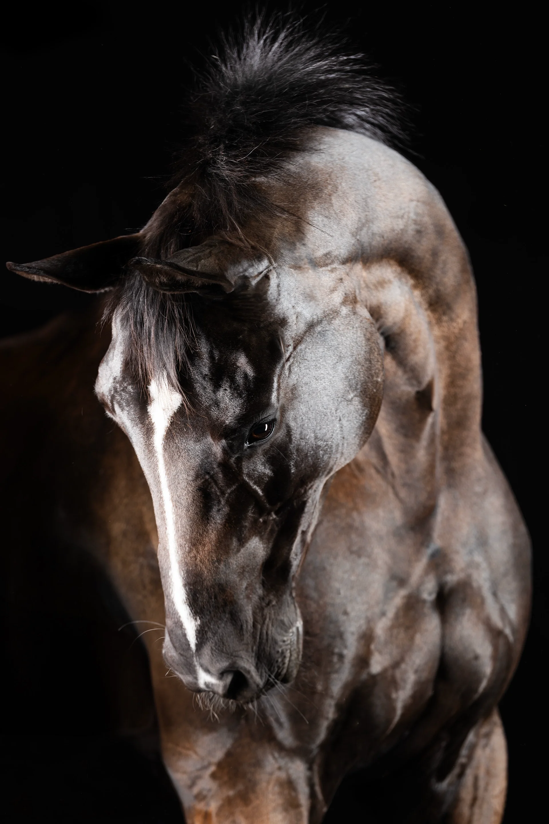 Unique — Equine Beauty Collection by Raphael Macek