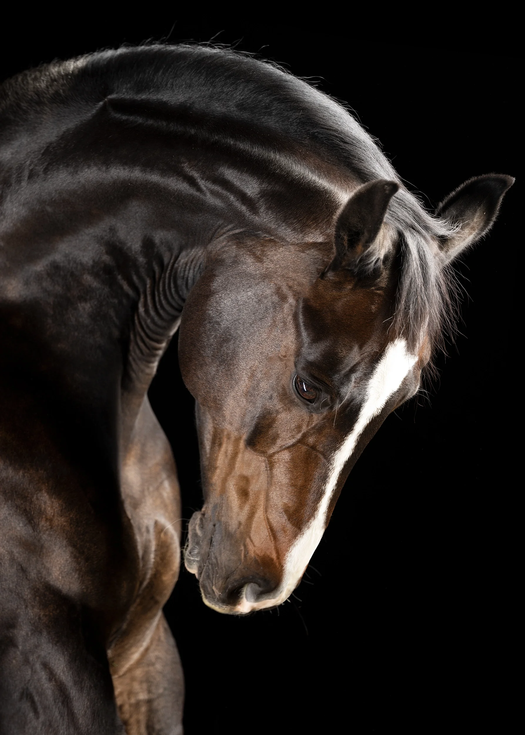 Venerandus — Equine Beauty Collection by Raphael Macek