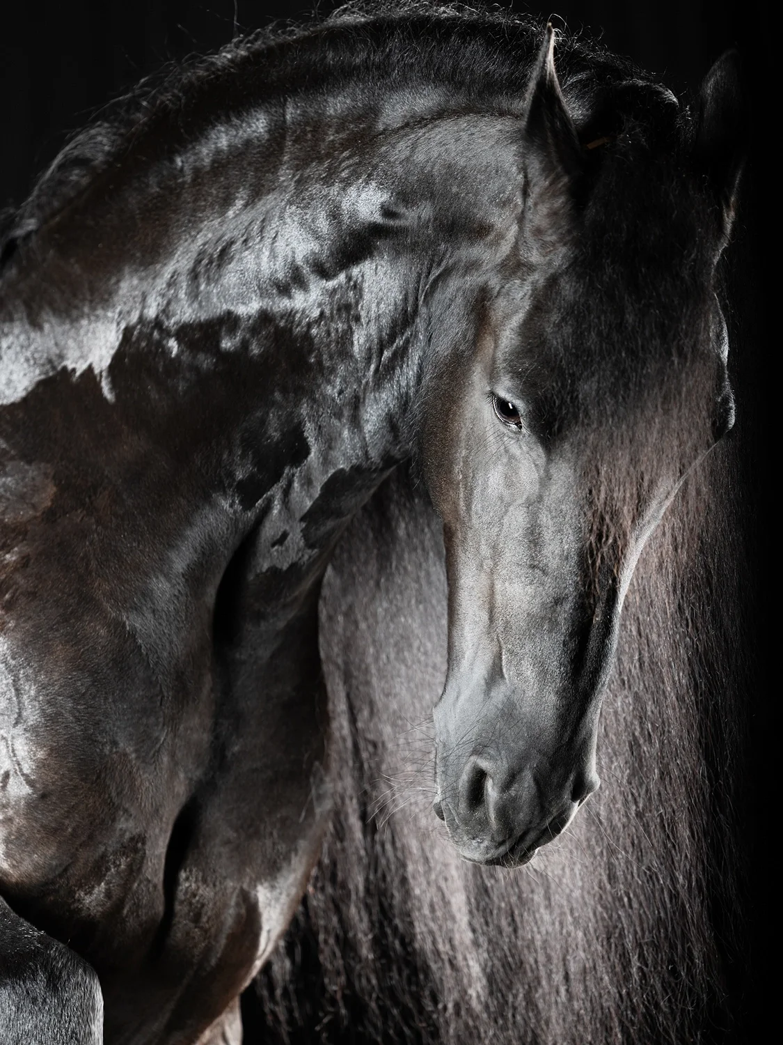 Epic — Equine Beauty Collection by Raphael Macek