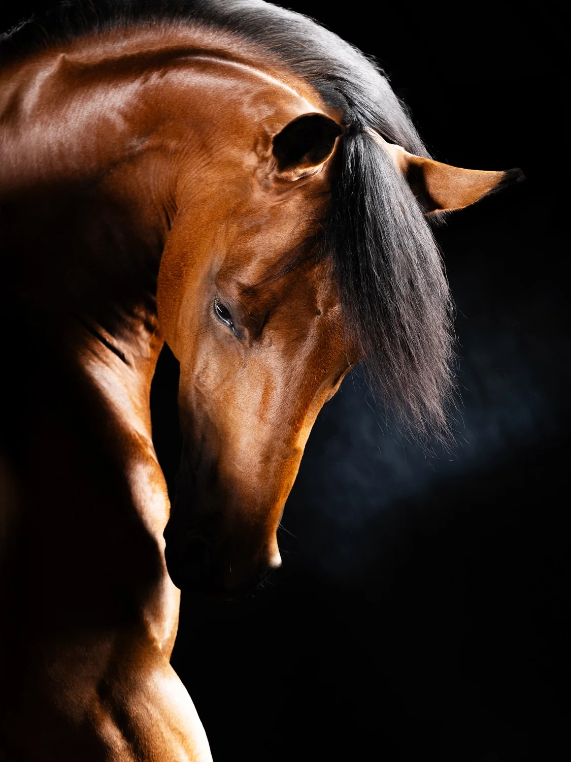 Illuminatus — Equine Beauty Collection by Raphael Macek