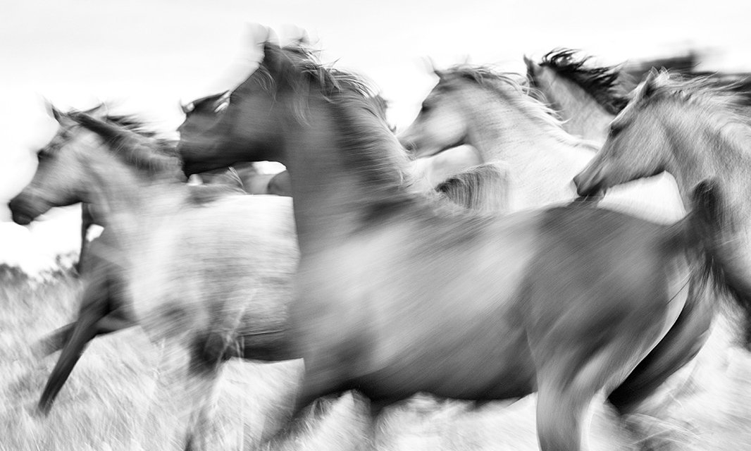 Celeritas — Detail View