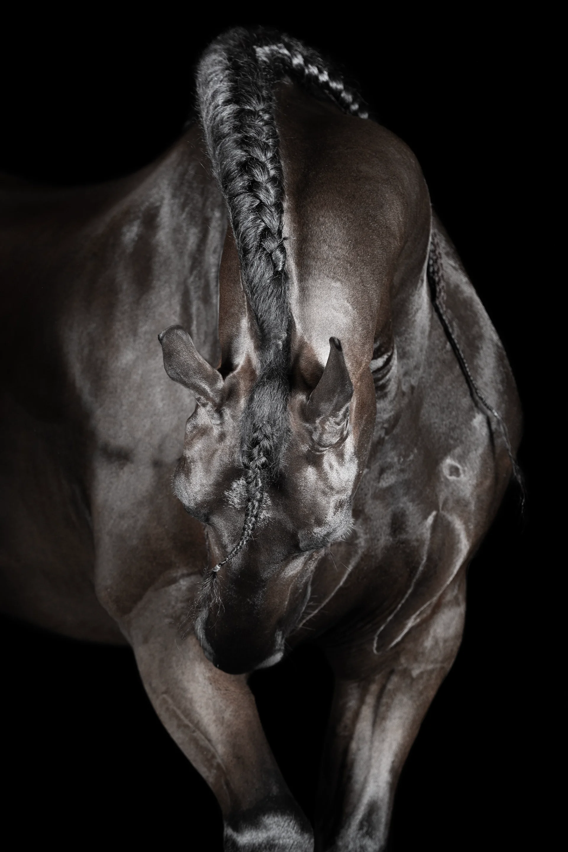 Contours — Equine Beauty Collection by Raphael Macek