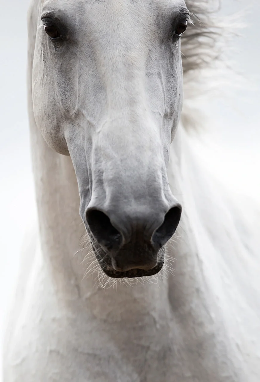 Paradisum — fine art equine photography by Raphael Macek