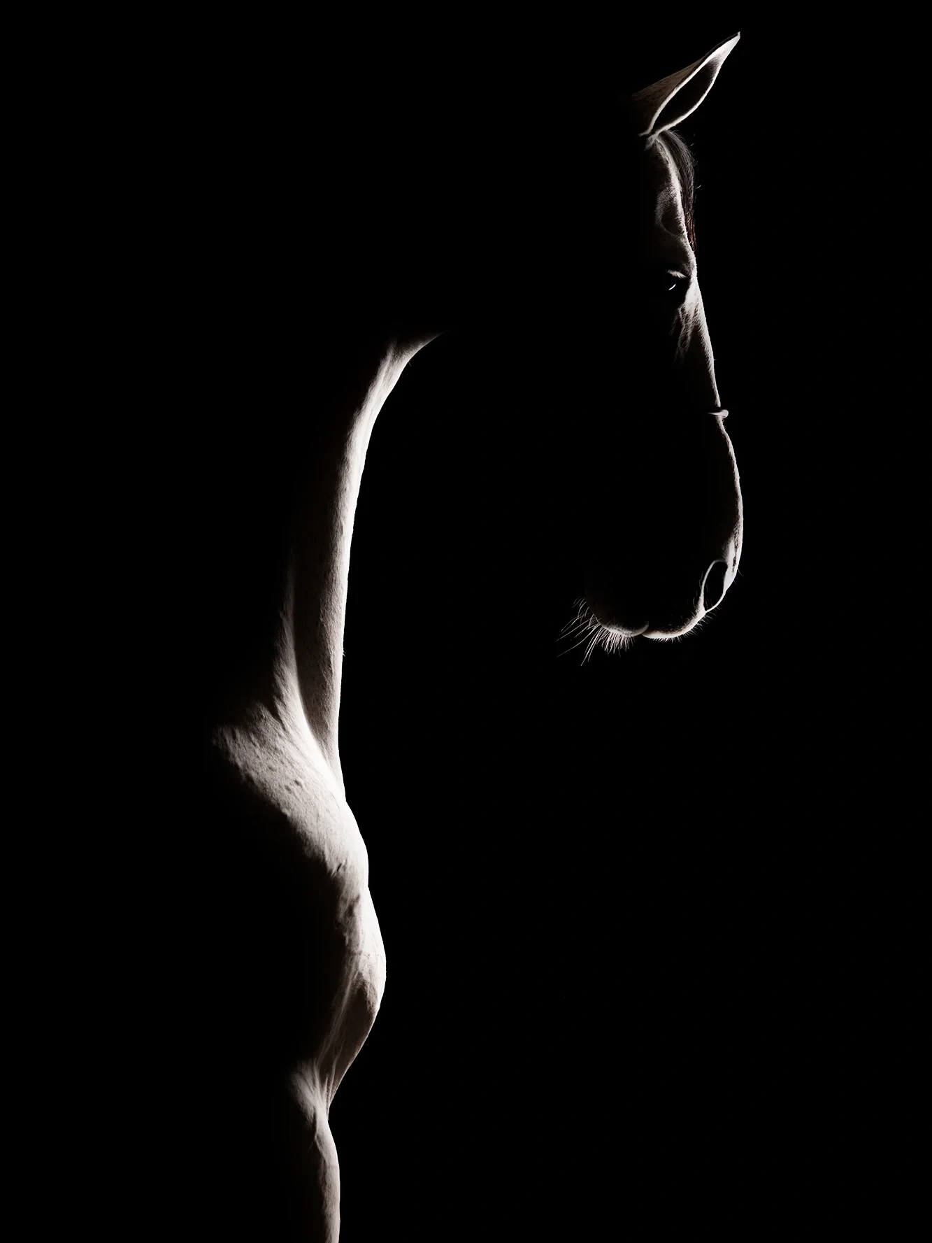 Lunae — Equine Beauty Collection by Raphael Macek