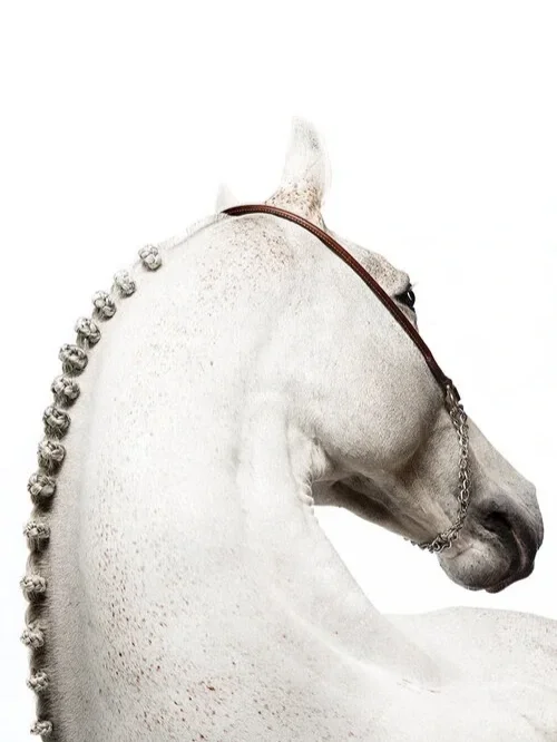 Domum — Equine Beauty Collection by Raphael Macek