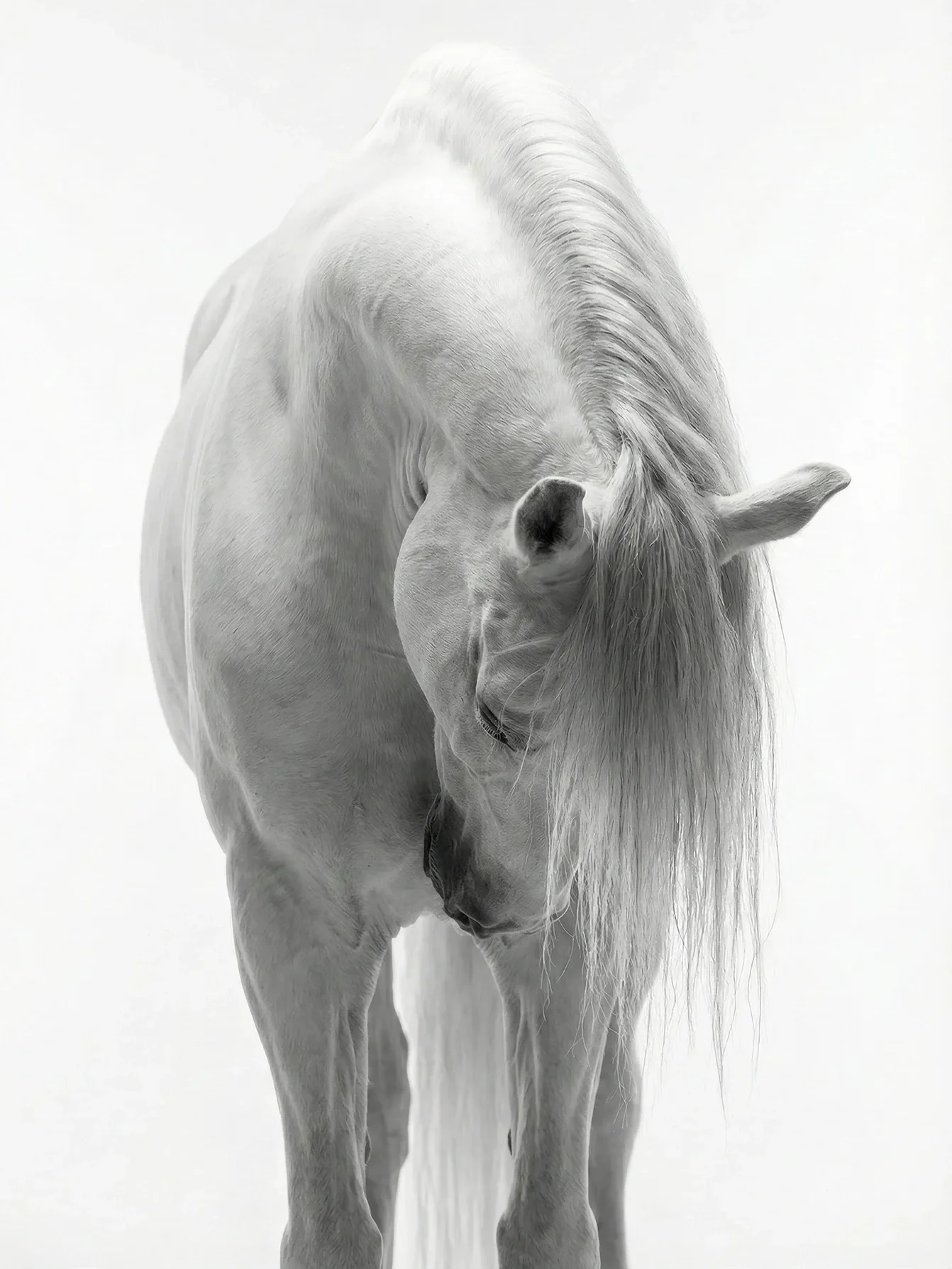 Silenzio — Equine Beauty Collection by Raphael Macek